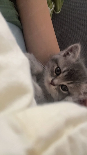 bkh kitten 