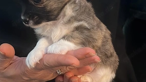 Charmante Chihuahua-Welpen   liebevoll aufgezogen