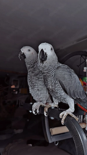 Wunderschönes Graupapageien-Pärchen (1 Jahr) mit kompletter Ausstattung sucht 5  Zuhause