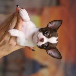 Charmante Chihuahua-Welpen   liebevoll 