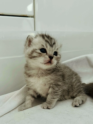 kitten zu verkaufen 