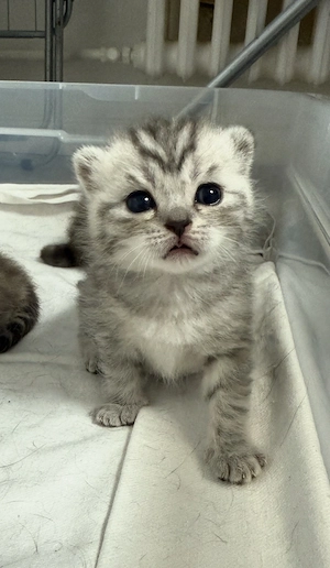 baby kitten zu verkaufen 