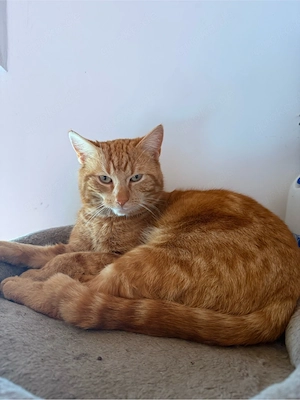 roter kater