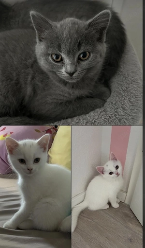3 süße BKH Kitten