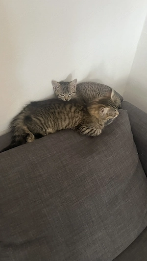 3 Mischling-Katzen (2 Kater, 1 Kätzchen, 11Wochen alt)