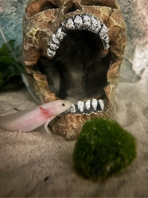 3 junge Axolotl 