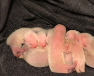 Frettchen babys 5 tage alt 