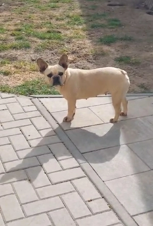 Französische Bulldogge Hündin 