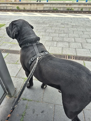 Ein Labrador-Rottweiler-Mischling