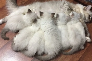 Reinrassige Ragdoll Kätzchen 
