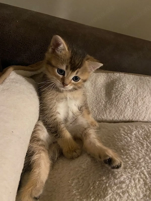 Halbrassige BKH Kitten