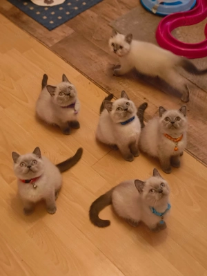 Süße BKH Katzen 
