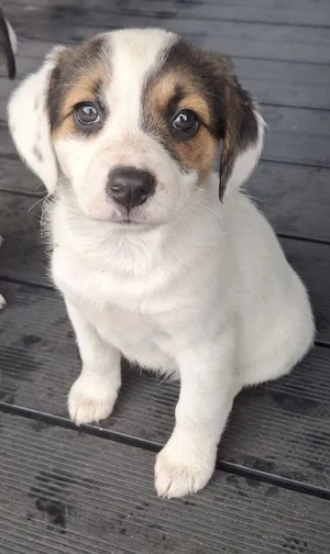 Knuddelige Beagle-Jack Russel Terrier Welpen