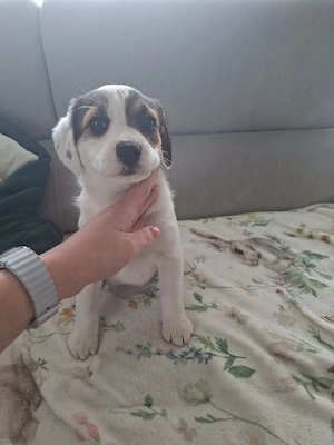 Knuddelige Beagle-Jack Russel Terrier Welpen
