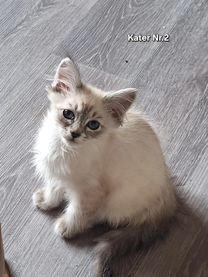 Reinrassige Neva Masquarade 2 Kater frei