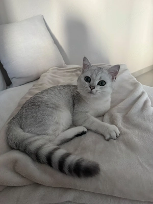 BKH Silver Shaded Kater