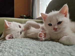 BKH Türk.Angora Mix 