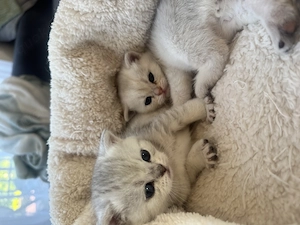 Wunderschöne BKH Kitten suchen ab August 2026 ein liebevolles Zuhause 