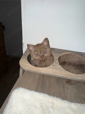British Kurzhaar Kitten (BKH 11 Wochen)