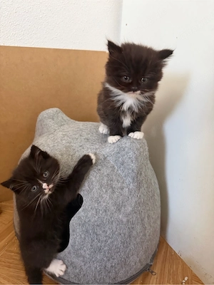 BKH mix Kitten