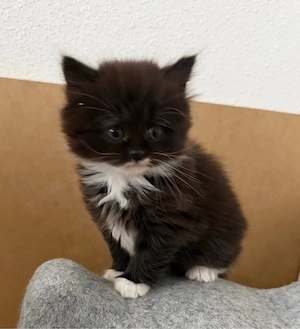 BKH mixkitten