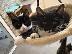 Kitten suchen liebevolles zuhause