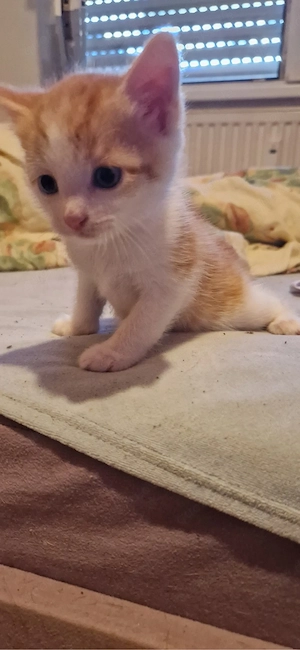 Babykatzen