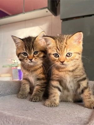 Bkh Kitten zwei Männliche