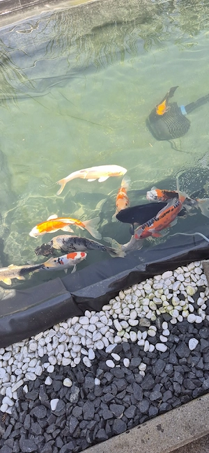 Verkauft Koi Fische