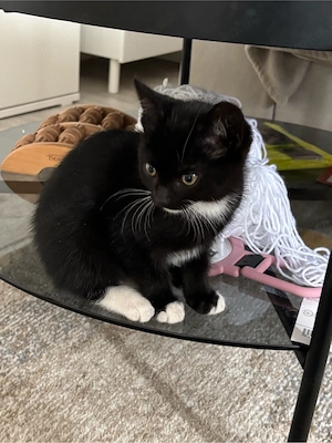 katze zu verkaufen 