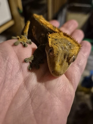 2.0 Krongeckos