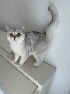 süße BKH Silver Shaded