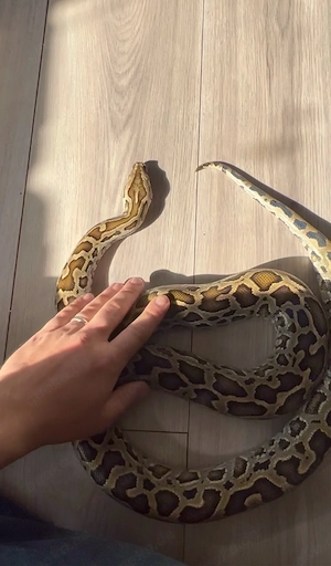 Python bivittatus progschai 1.0
