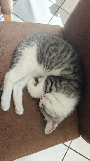 Kitten Katzenbabys 