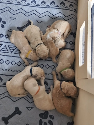 Welpen Goldendoodle F2 Standard groß