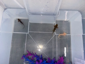 kleines letzstes Trio abzugeben Axolotl
