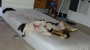 Muss mein Hund abzugeben ein Mädchen 