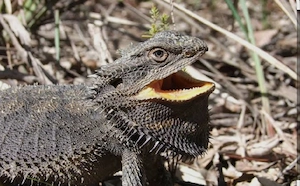 Suche pogona Barbata östliche Bartagame 