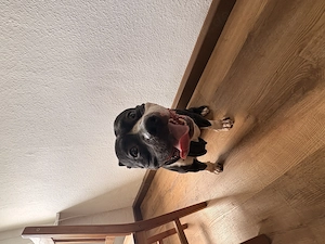 American Bully Rüde 