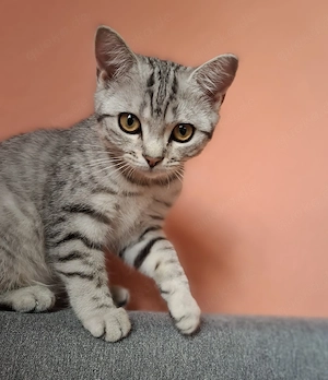 BKH Mädchen (silver tabby) HEUTE 650  