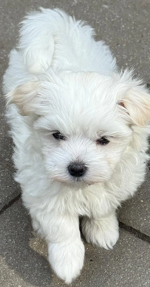 Mini Malti