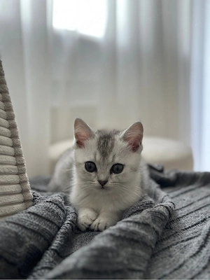 BKH Katze 