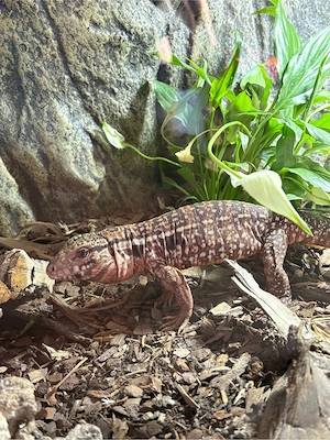 Roter Teju Tupinambis rufescens
