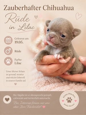 1 Chihuahua Rüde in der seltenen Farbe Lilac sucht noch sein Traumschloss 