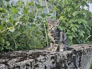 Katzenbabys vom Bauernhof 