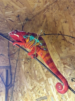pantherchamäleon furcifer pardalis 1.0