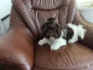  Wunderschönes Shih Tzu Welpenmädchen sucht ein Zuhause!