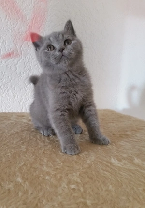 BKH Katerchen in Blau abgabebereit