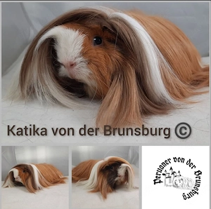 Meerschweinchen Weibchen 