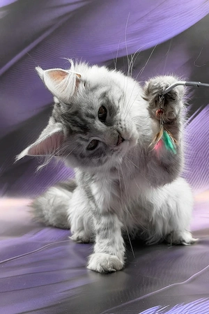 Prachtvoller Maine-Coon-Mix Kater (5 Monate) | Kinderlieb & Bestens Sozialisiert!